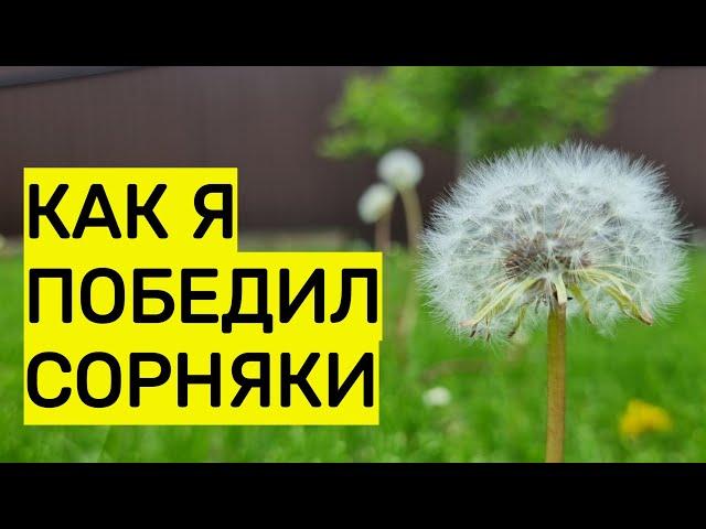 как я победил сорняки у себя на участке, в том числе 100 процентный способ избавиться от пырея