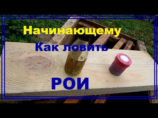 Начинающему пчеловоду как ловить рои