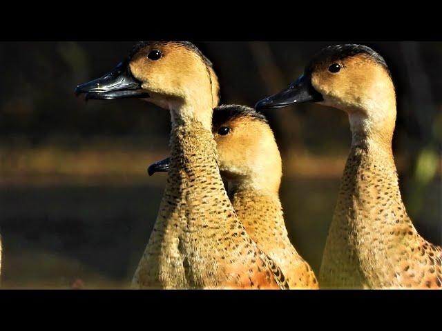 Birding: Look What Birds I Filmed in Wetlands! Queensland, Australia