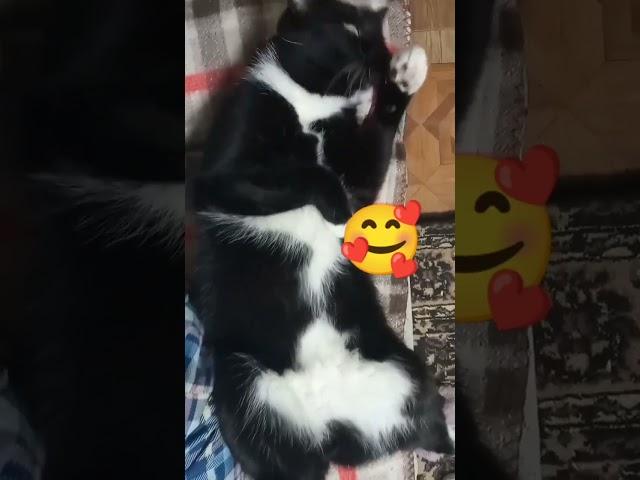 Умываться можно и лёжа  #cat