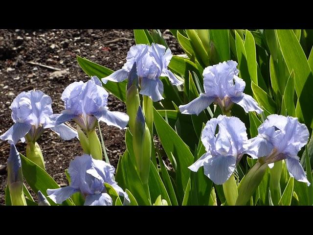 May 15 2020 Blue Denim Dwarf Iris