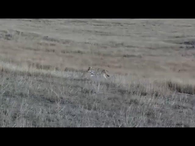 A coyote in a hurry on Bison Calving Plains - Grasslands National Park - explore.org