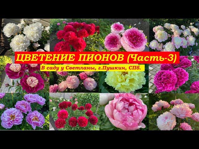 Цветение пионов. Часть-3 (В саду у Светланы, г.Пушкин, СПб.)