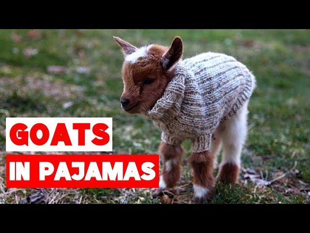 Goat Babies in Pajamas Compilation!