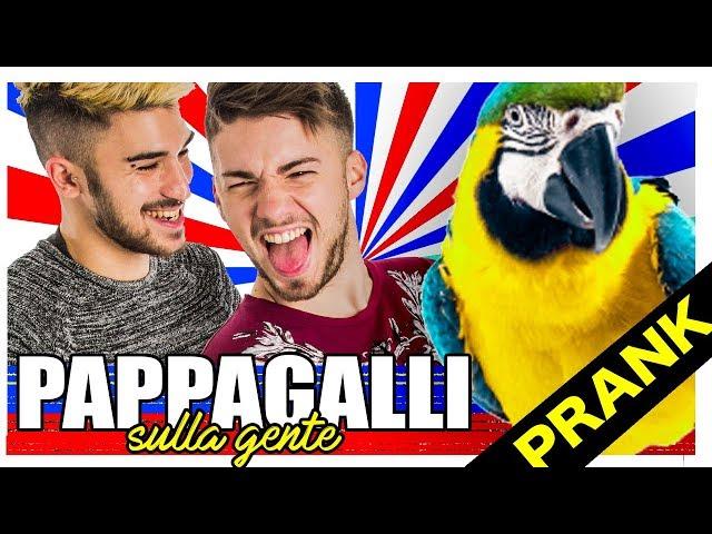 PAPPAGALLI SULLA GENTE | Matt & Bise