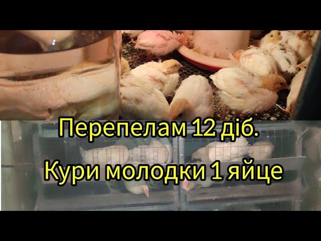 Перепелам 12 діб.  Кури молодки 1 яйце