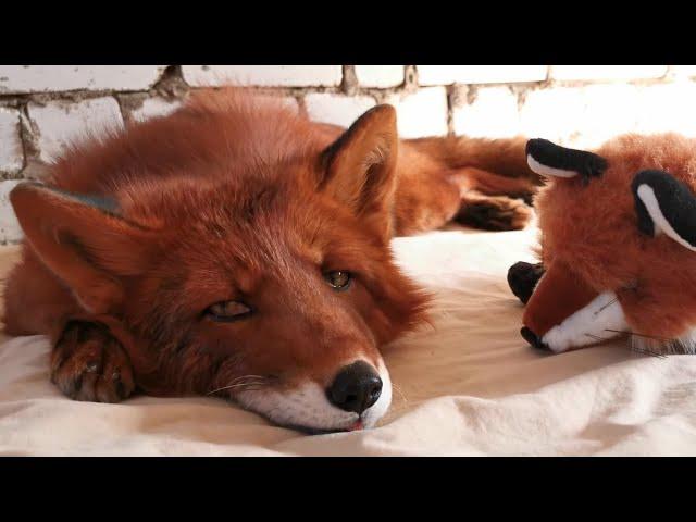 Alf the Fox meets another fox