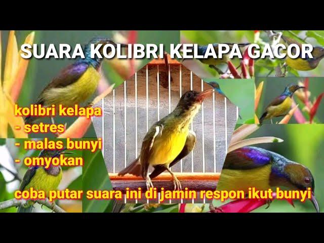 SUARA KOLIBRI KELAPA GACOR || pancingan ampuh buat terapi kolibri kelapa agar bunyi || korlap/wiceh