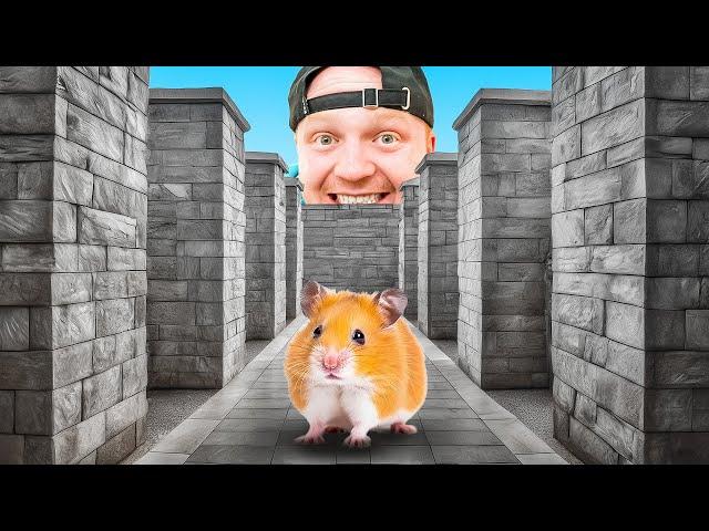 $100,000 Hamster Maze Race! Can They EXIT?