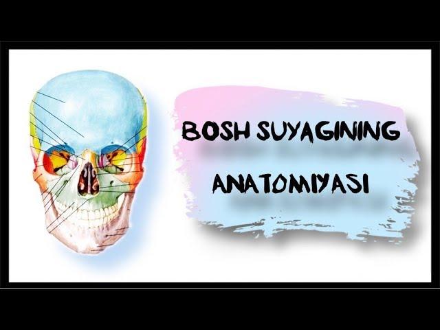 Bosh suyagining anatomiyasi (lotin tili)