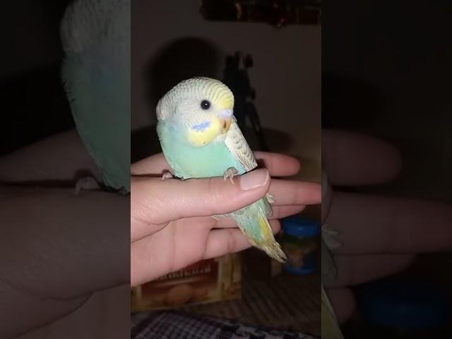 HOW THREE WEEKS OLD BUDGIE LOOK LIKE 