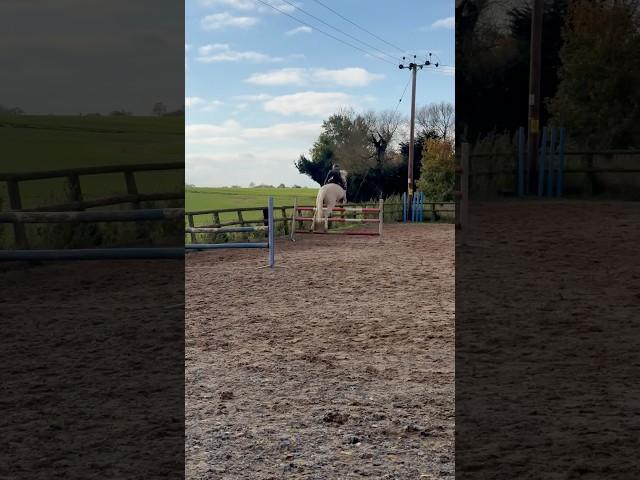 Jumping Ace 1.25m Grid #horse #equestrian #showjumping #horsegirl #horseriding #horselover