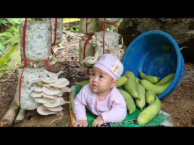 Harvesting mushrooms and luffa to sell at the market with my young son