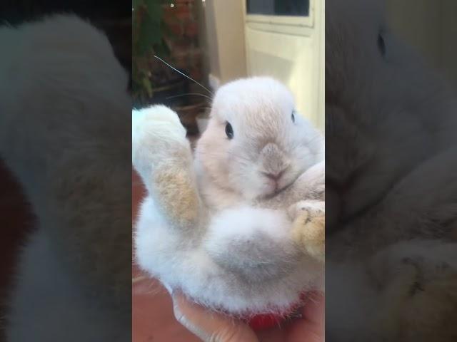 Bunny babies Holland lop #shortvideo #short #holland #subscribe