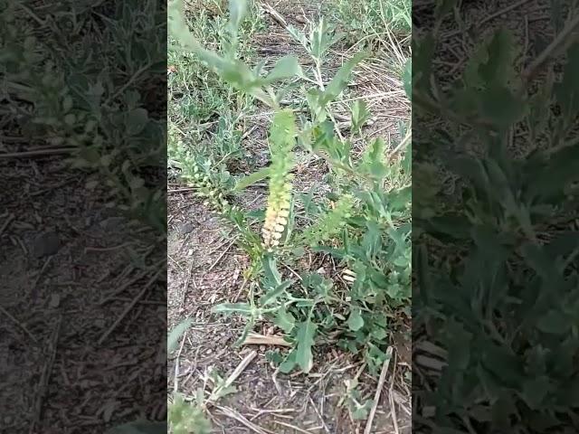 Зачем нужна латынь