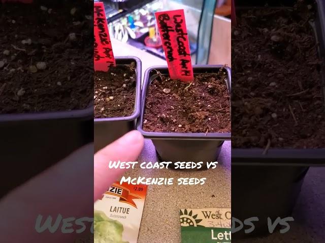 West Coast Seeds vs. McKenzie seeds #seedlings #Ontario #gardening