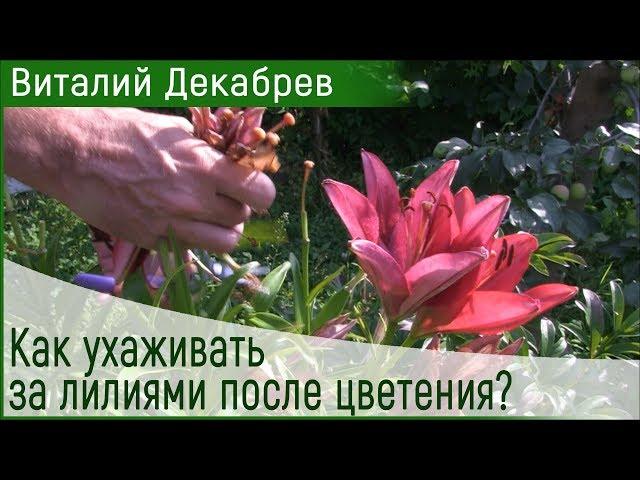 Как ухаживать за лилиями после цветения?