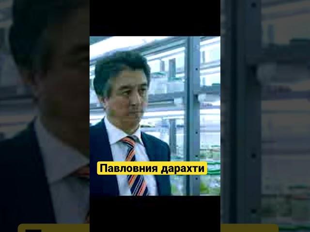 Павловния дарахти