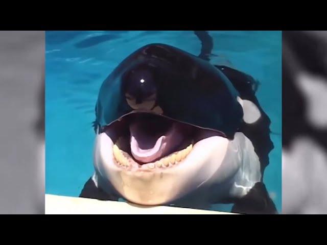 Nanki Shirahama Adventure World Orcas