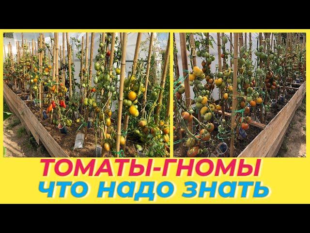 ПРОЕКТ ГНОМ ТОМАТНЫЙ /Dwarf tomato project/ СРОКИ ПОСЕВА МОЯ КОЛЛЕКЦИЯ 2023