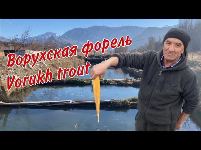 ВОРУХ!!! САМАЯ ВКУСНАЯ ФОРЕЛЬ в Таджикистане! The MOST DELICIOUS TROUT in Tajikistan! Гулмоҳӣ!