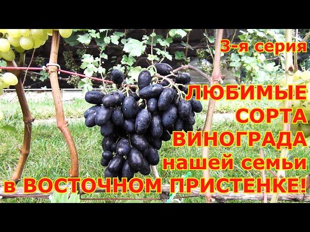 ч 3  ОБЗОР любимых СОРТОВ ВИНОГРАДА в ВОСТОЧНОМ ПРИСТЕНКЕ!!