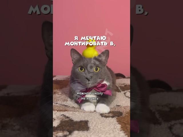 Вот так @kotiynet #kotiynet #школакотиков #врек