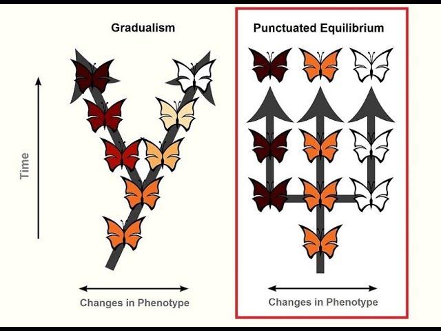 GRADUALISM vs PUNCTUATED EQUILIBRIUM: EVOLUTION BY N.S | LIFE SCIENCES G.12| ThunderEduc | M.SAIDI