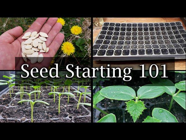 How To Start Vegetable Seeds - The Definitive Guide For Beginners