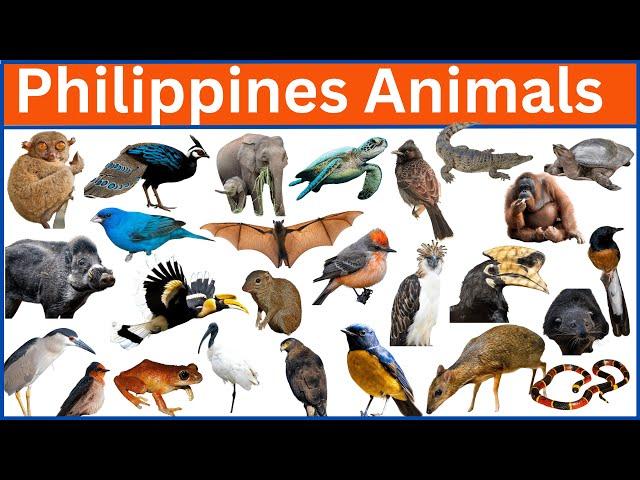 Meet the Philippines Most Fascinating Creatures