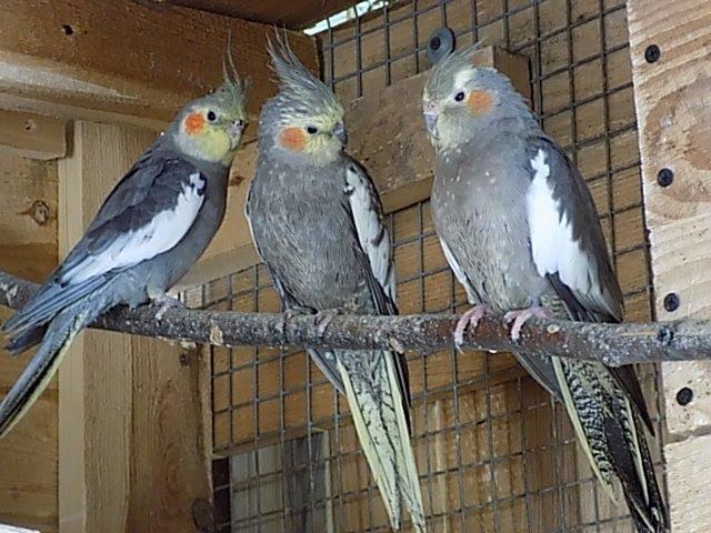 papugi nimfy czy podawać owoce i warzywa,cockatiel parrots whether to give fruit and vegetables,