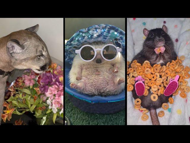 Cute and funny ANIMALSVideos Сompilation  # 5