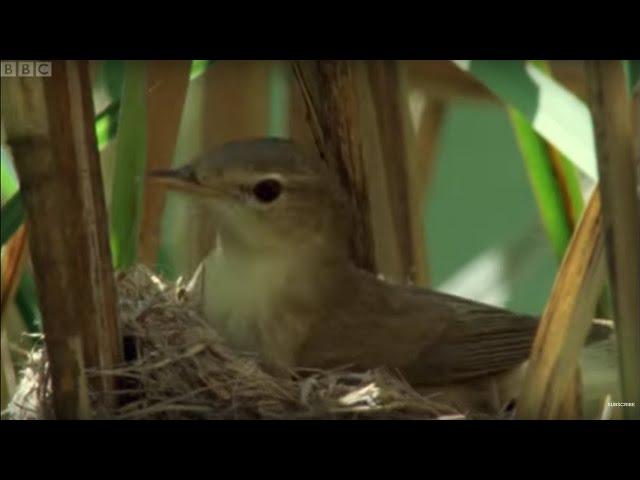 Cuckoo Hijacks Warbler Nest | Natural World | BBC Earth