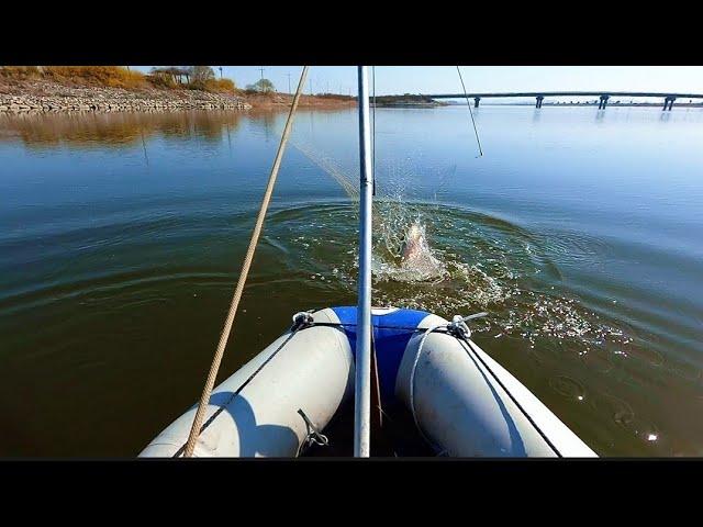 Пол лодки рыбы. СОМ, КАРАСЬ, САЗАН, КЕФАЛЬ рыбалка на паук подъемник #fishing #рыбалка #낚시