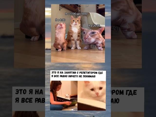 #мем2024 #мемчики #мемдня #мем #мемы