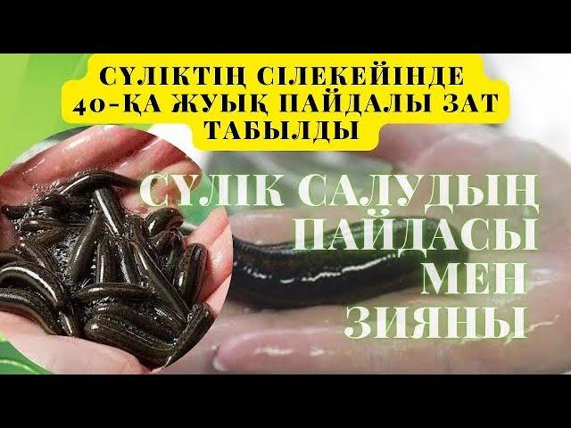 Сүлік салудың пайдасы мен зияны | Сүліктің СІЛЕКЕЙІНДЕ ем бар