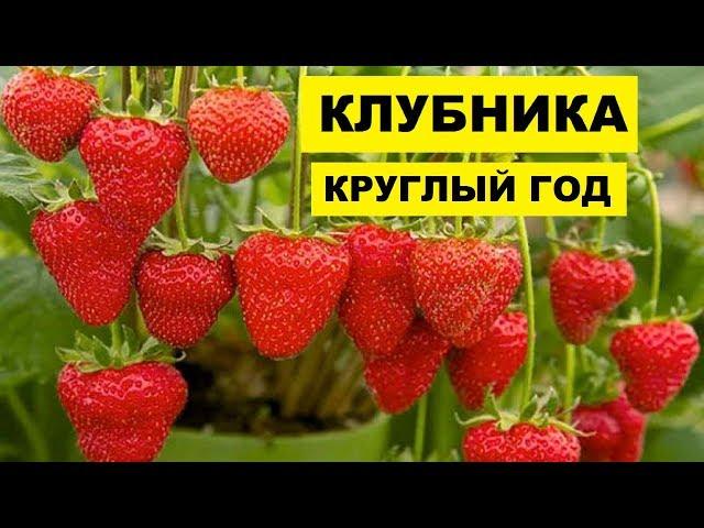 Выращивание Клубники в теплице круглый год как бизнес идея