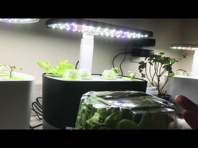 hydroponic Garden Update AeroGarden Harvest