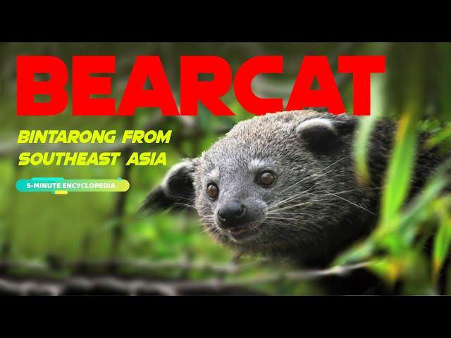 BEARCAT the Southeast Asia's Viverrine Mammal - 5-Minute Encyclopedia