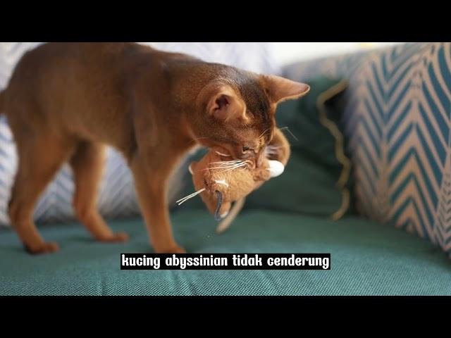 Keistimewaan Kucing Abyssinian: Menguak Fakta-Fakta Menarik yang Akan Membuat Anda Terpesona