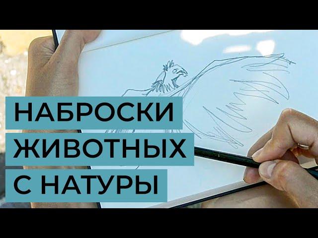 Как делать наброски животных с натуры? Советы художника Татьяны Глущенко