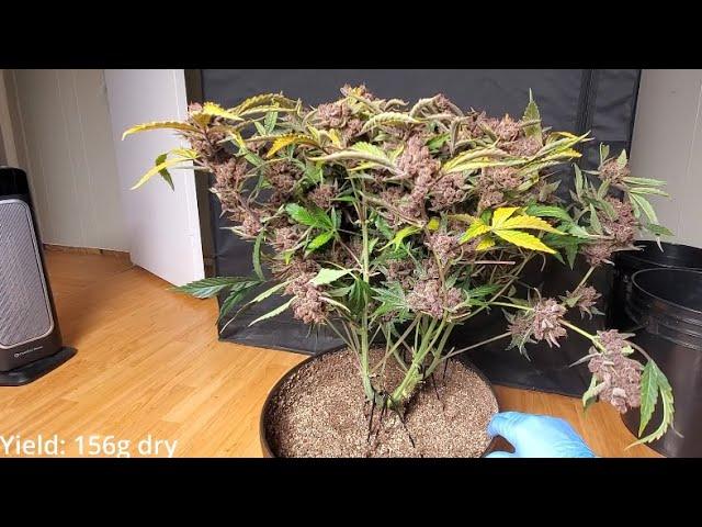 Timelapse of Purple Lemonade Auto from Fastbuds - 156 grams dry