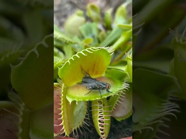 Venus fly trap eating flytrap dug eater plant