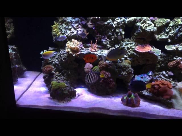 120g Reef Tank - Orange Diamond Goby