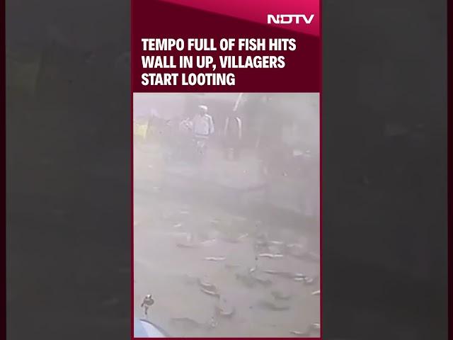 Tempo Full Of Fish Hits Wall In UP, Villagers Start Looting