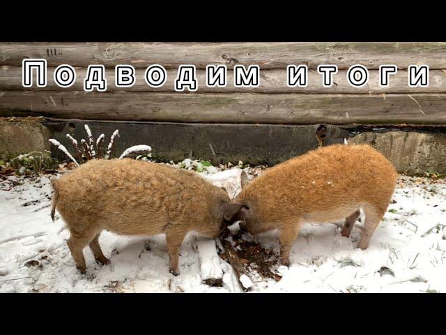 Убрали венгерских мангалиц. Итоги 8 месяцев.