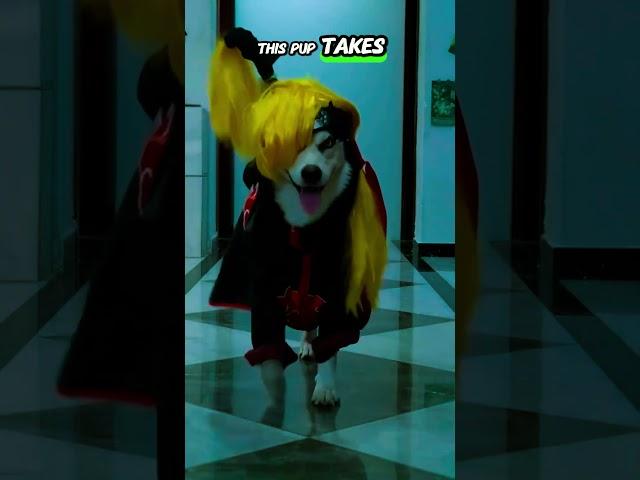 "️ Ninja Dog Alert! Watch This Stealthy Pup in Action! #catshorts #catviral"