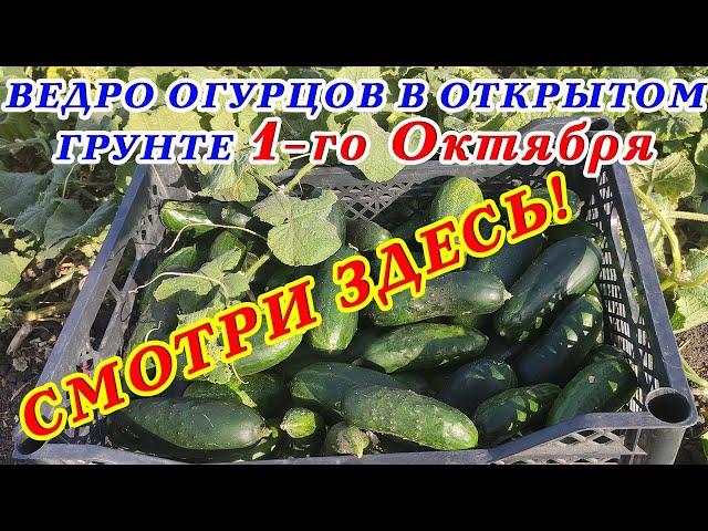 ВЕДРО ОГУРЦОВ в ОКТЯБРЕ в открытом грунте! Какие работы осенью на огороде для этого надо выполнить?