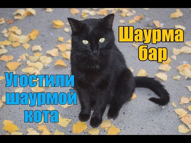 Кот и Веселый дегустатор попробовали шаурму из "Шаурма бар"