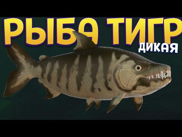 ДИКАЯ РЫБА ТИГР ( Feed and Grow: Fish )